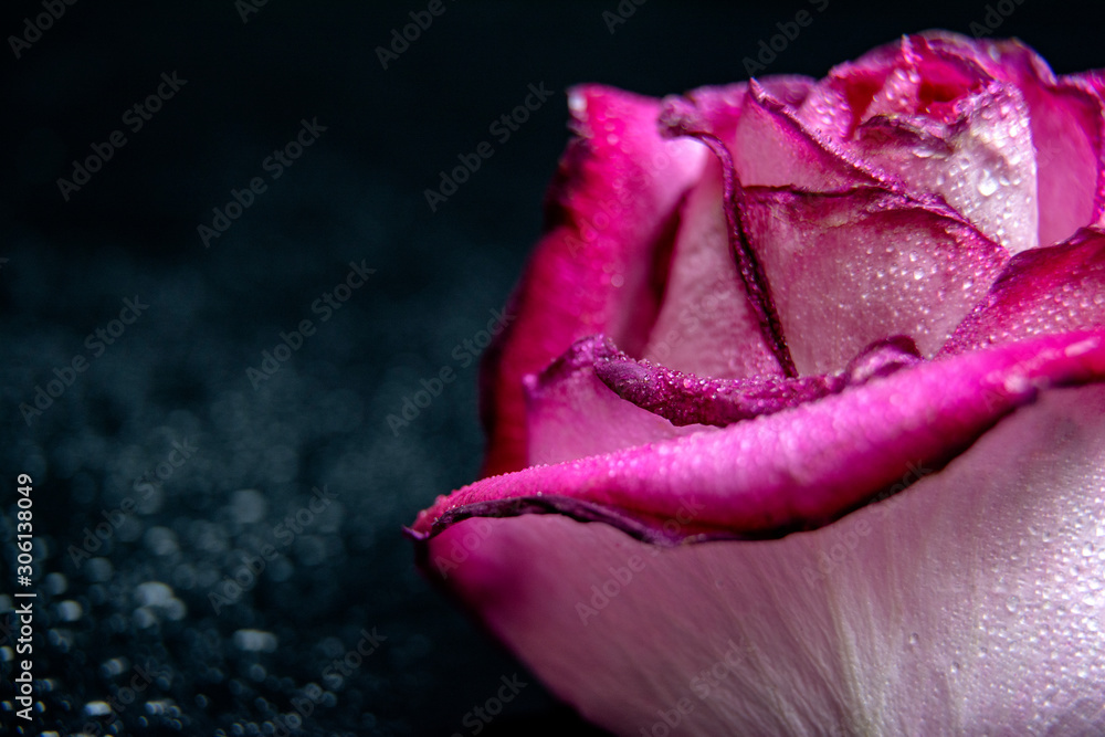 custom made wallpaper toronto digitalClose up of pink rose petails covered dew water drops with acopy space for text / greeting card