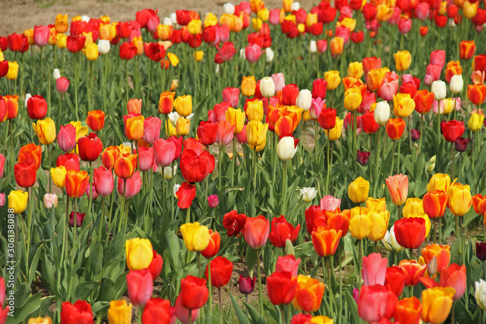 Fototapeta premium Tulpe