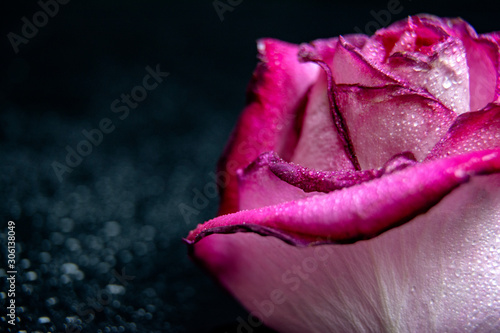 Close up of pink rose petails covered dew water drops with acopy space for text / greeting card photo