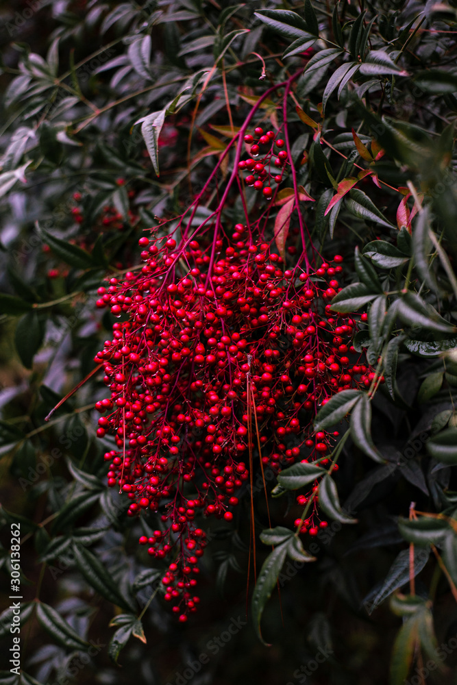 red berries red berries