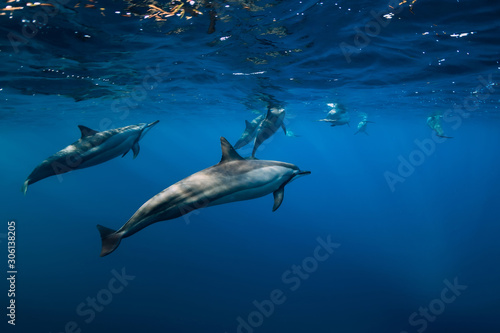 Pod of Spinner dolphins underwater in blue sea with sun light