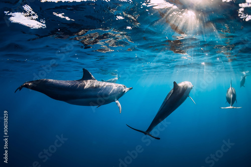 Pod of Spinner dolphins underwater in blue sea with sun light © artifirsov