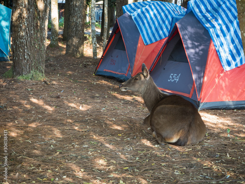 The deer in the camp at Phu Kra Dueng mountain Loei Thailand photo