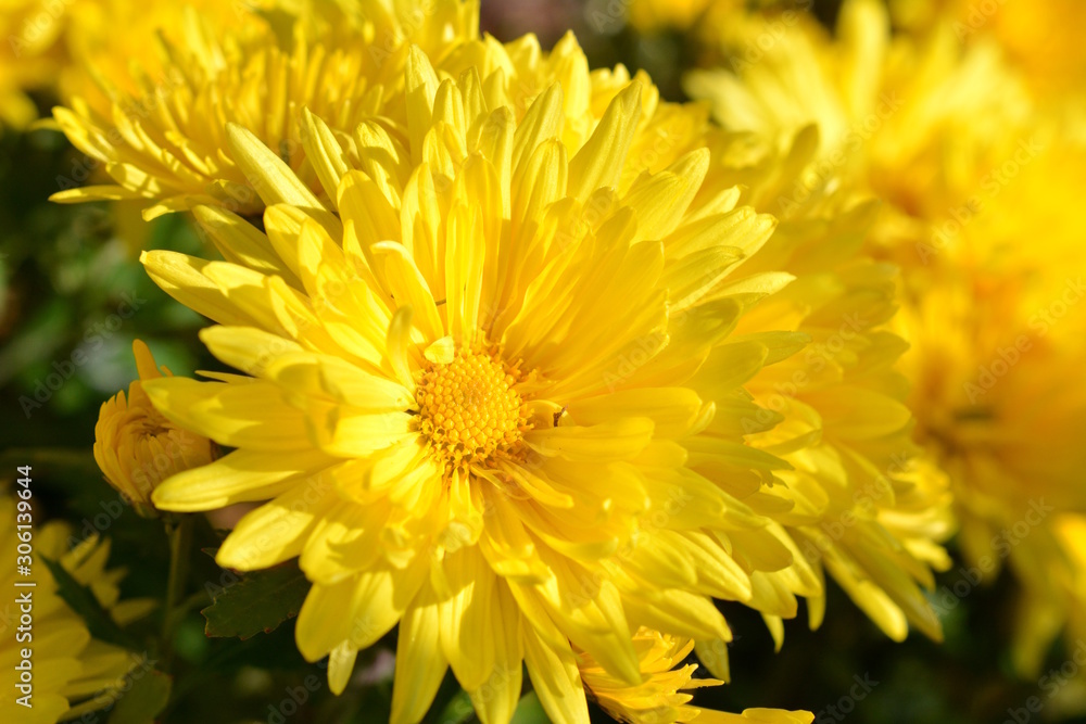 満開の菊の花 黄色い花 秋の花 花畑 花イメージ素材 Stock Foto Adobe Stock