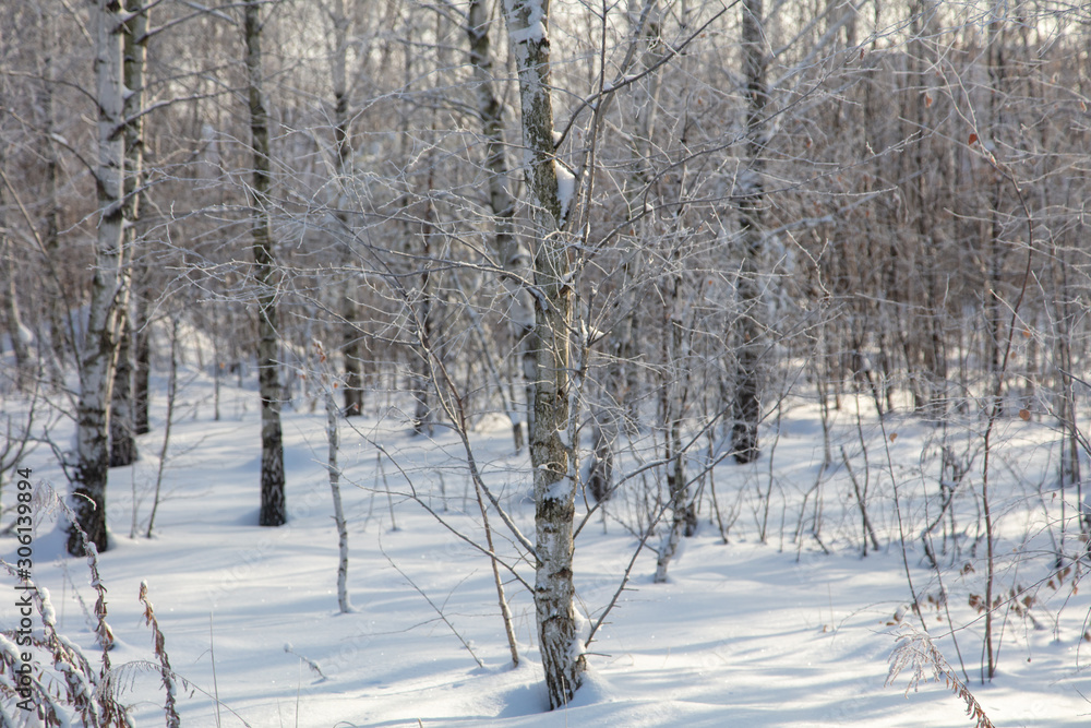 Birch trees in the forest in the snow Birch trees in the forest in the snow