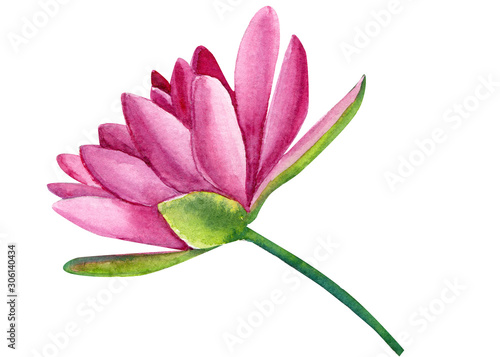 pink lotus on white background, hand drawing, beautiful watercolor flowers  © Hanna