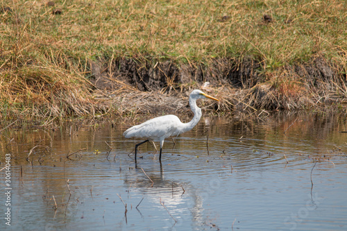 Great egret at the chobe river  Namibia  Africa