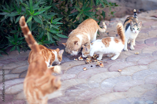 Homeless cats eat on the street. Animal protection concept