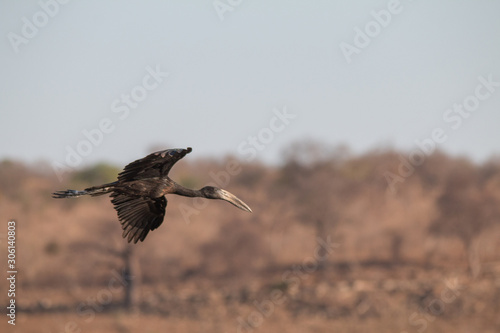 African openbill at chobe riverfront, Namibia, Africa