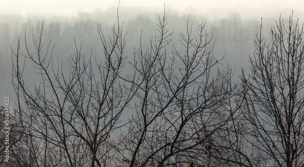 Obraz premium Bare tree branches in the fog at dawn