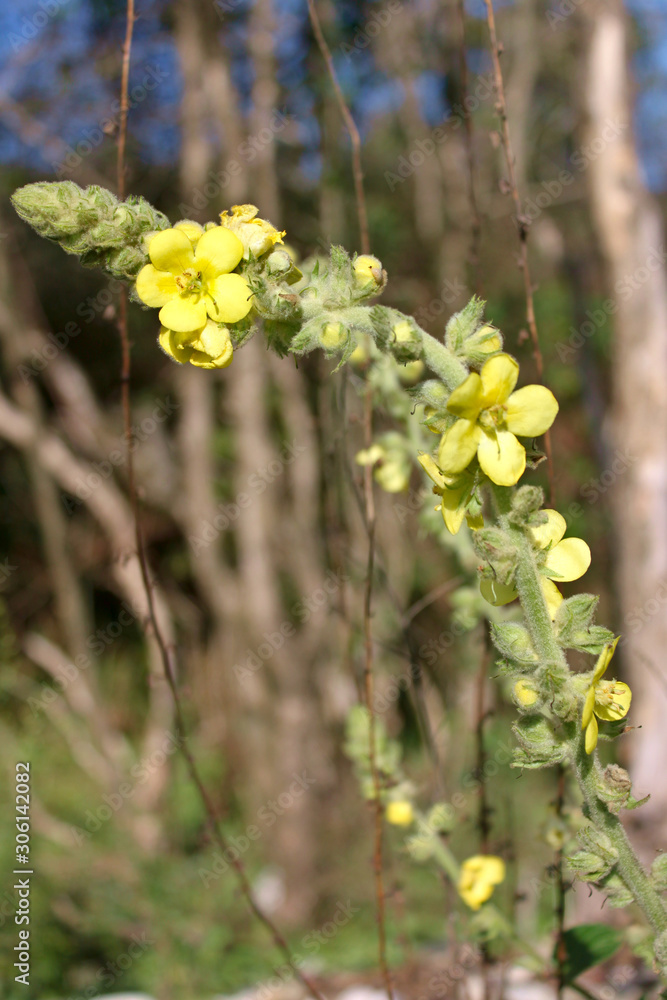 Yellow Mullein flowers (lat. Verbascum) Yellow Mullein flowers (lat. Verbascum)