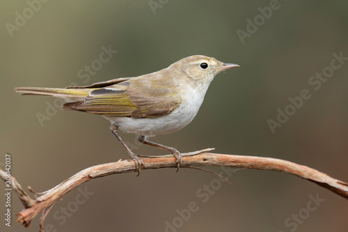 Phylloscopus bonelli on branch on uniform background