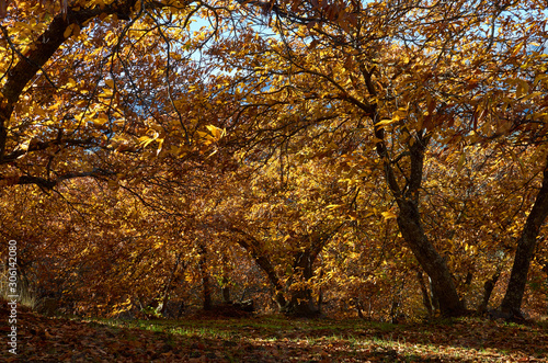 chestnut forest also called the copper forest