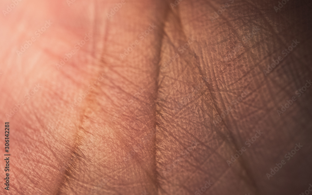 Fototapeta premium Closeup of palm