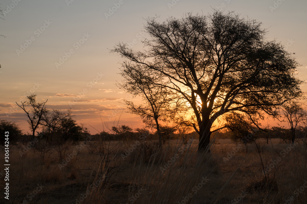 Sunset behind a tree, Chobe riverfront, Namibia, Africa
