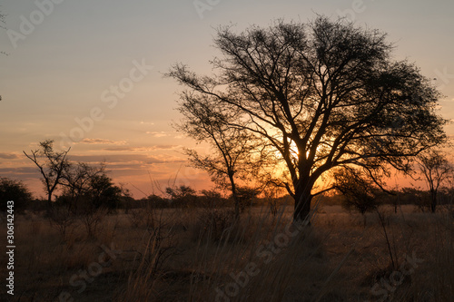 Sunset behind a tree  Chobe riverfront  Namibia  Africa