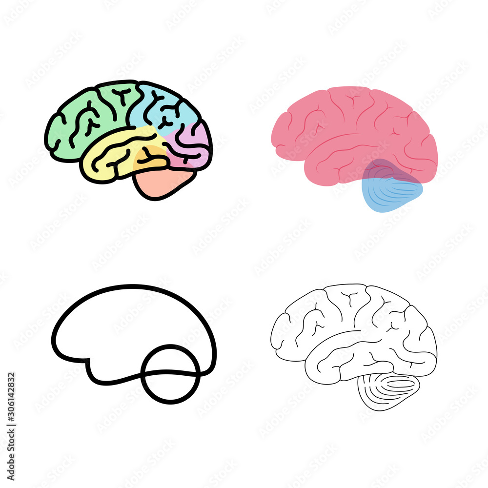 Vector illustration of human brain anatomy Vector illustration of human brain anatomy