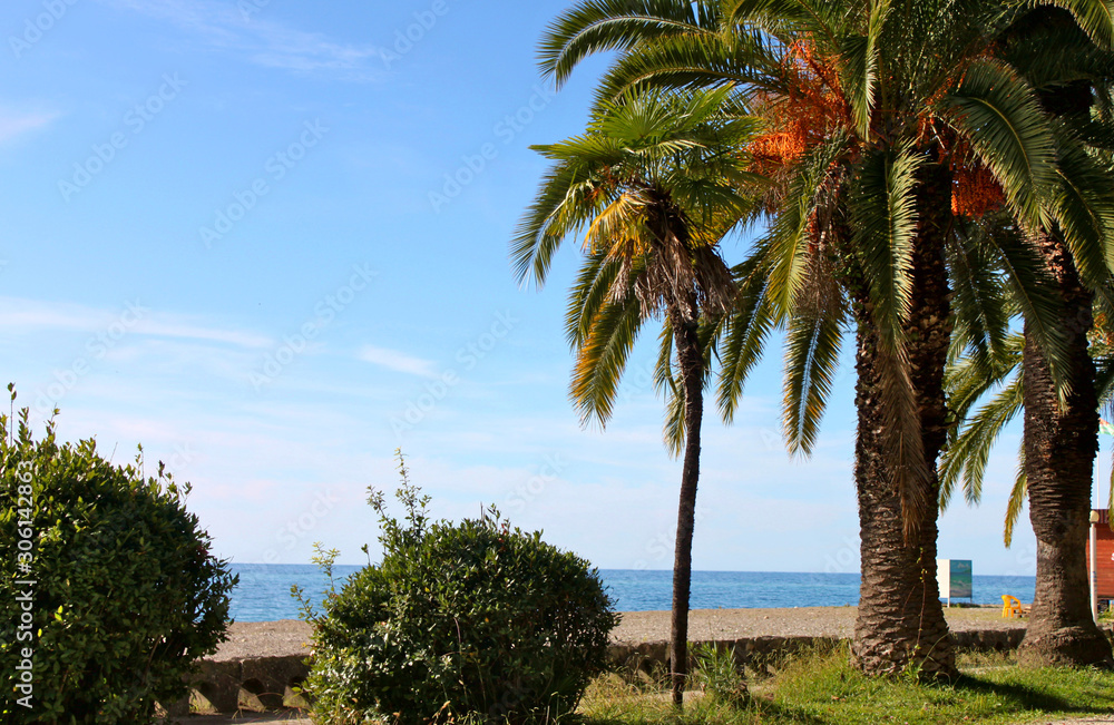 Palm trees by the sea. Gagra, Abkhazia	