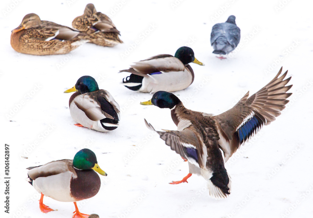 Duck in flight over white snow in winter Duck in flight over white snow in winter