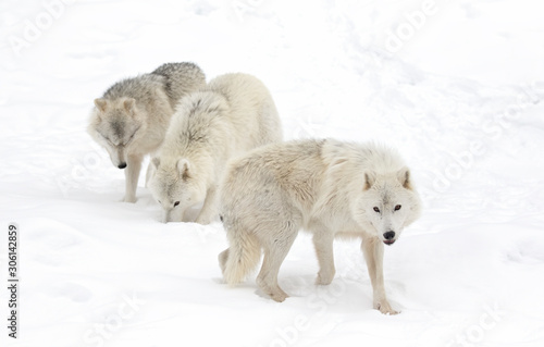 Arctic wolves isolated on white background standing in the winter snow in Canada
