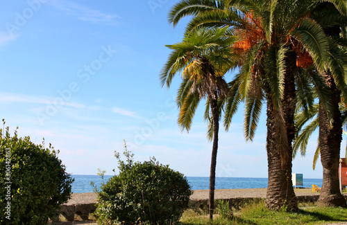 Palm trees by the sea. Gagra, Abkhazia  © Элис