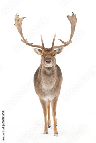 Fallow deer buck with huge antlers isolated on white background walking through the winter snow in Canada photo