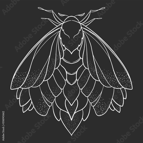 Butterfly sketch. Detailed realistic sketch of a moth