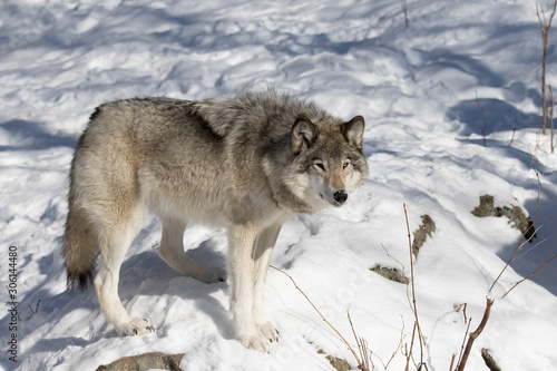 A lone Timber Wolf or Grey Wolf Canis lupus isolated on white background walking in the winter snow in Canada © Jim Cumming