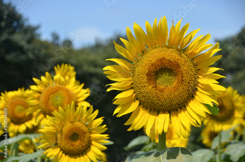 Fototapeta Naklejka Na Ścianę i Meble -  sunflower field of sunflowers