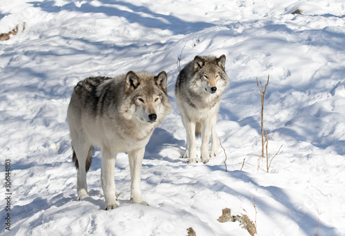 Two Timber wolves or grey wolves Canis lupus standing in the winter snow in Canada © Jim Cumming
