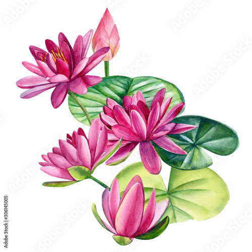 pink lotus  beautiful watercolor flowers on white background  hand drawing