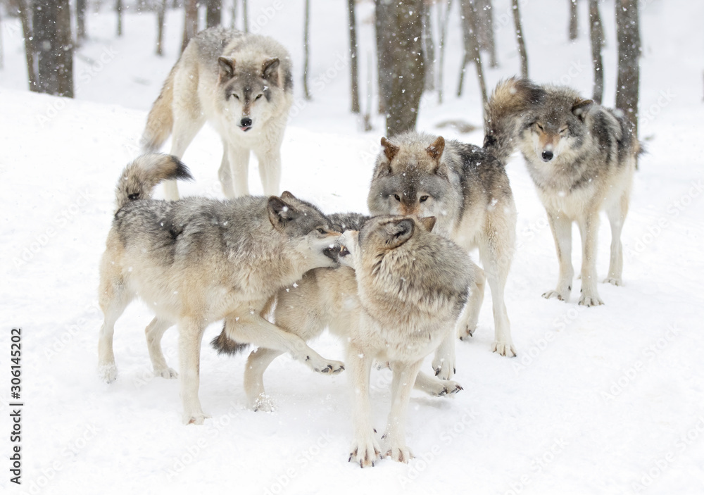 Timber wolves or grey wolves Canis lupus playing in the winter snow in Canada