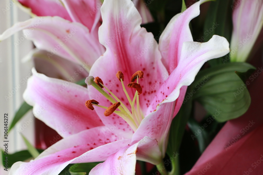 pink lily