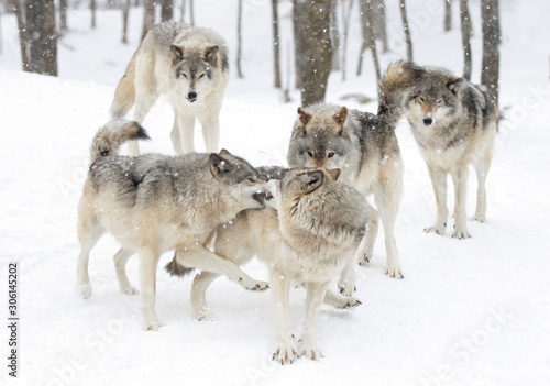 Timber wolves or grey wolves Canis lupus playing in the winter snow in Canada