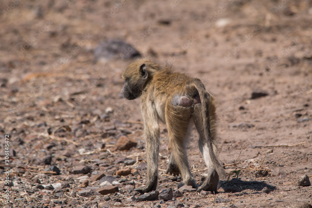 Chacma baboon walking around, Chobe riverfront, Botswana, Africa Chacma baboon walking around, Chobe riverfront, Botswana, Africa