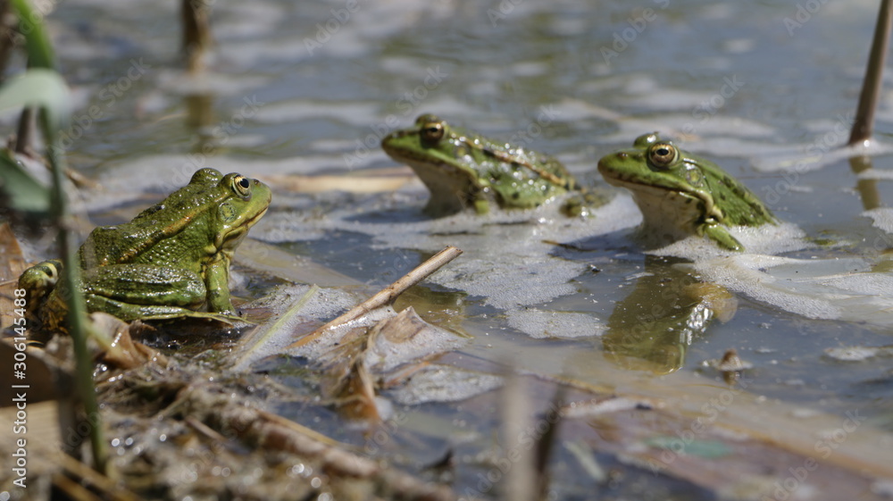 Obraz premium frogs