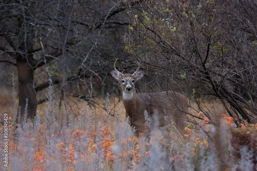 Trophy White-tailed deer buck with huge neck looking for a mate during the rut in the early morning autumn light in Canada