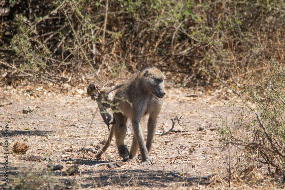 Chacma baboon walking around, Chobe riverfront, Botswana, Africa Chacma baboon walking around, Chobe riverfront, Botswana, Africa