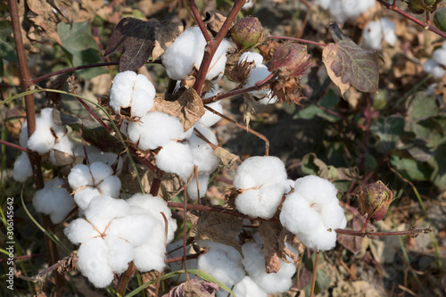Field of cotton bolls on branch close up © Shchipkova Elena