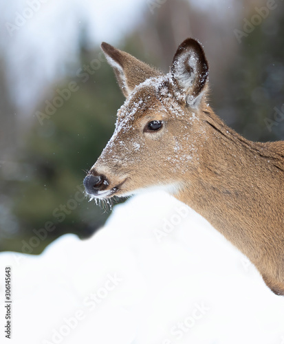White-tailed deer doe closeup in winter in Canada