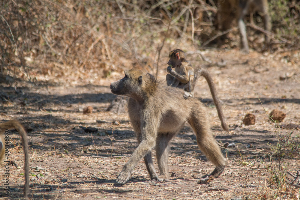 Chacma baboon walking around, Chobe riverfront, Botswana, Africa Chacma baboon walking around, Chobe riverfront, Botswana, Africa