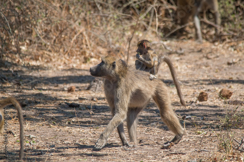 Chacma baboon walking around  Chobe riverfront  Botswana  Africa