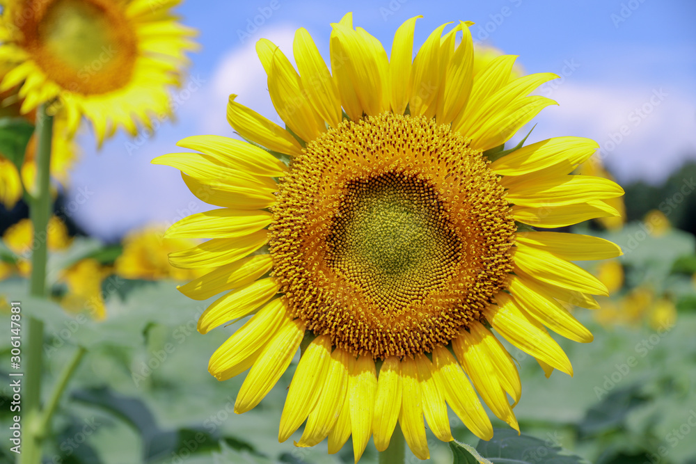 sunflower in the field