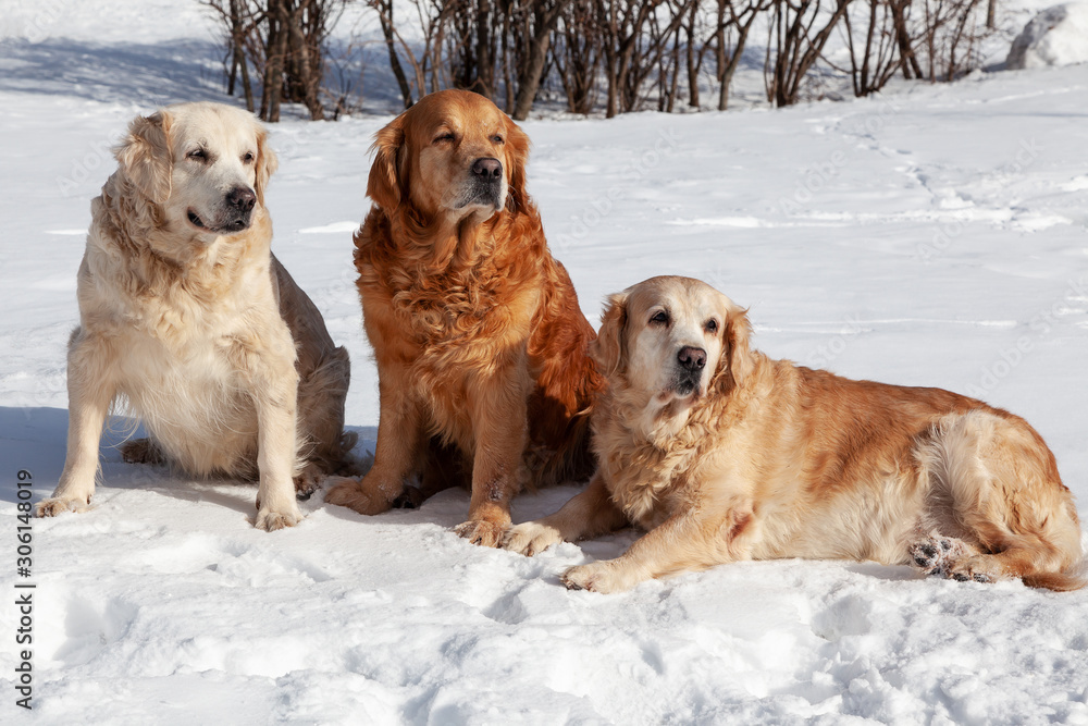 Group of three Golden retrievers sit on snow in winter park Group of three Golden retrievers sit on snow in winter park