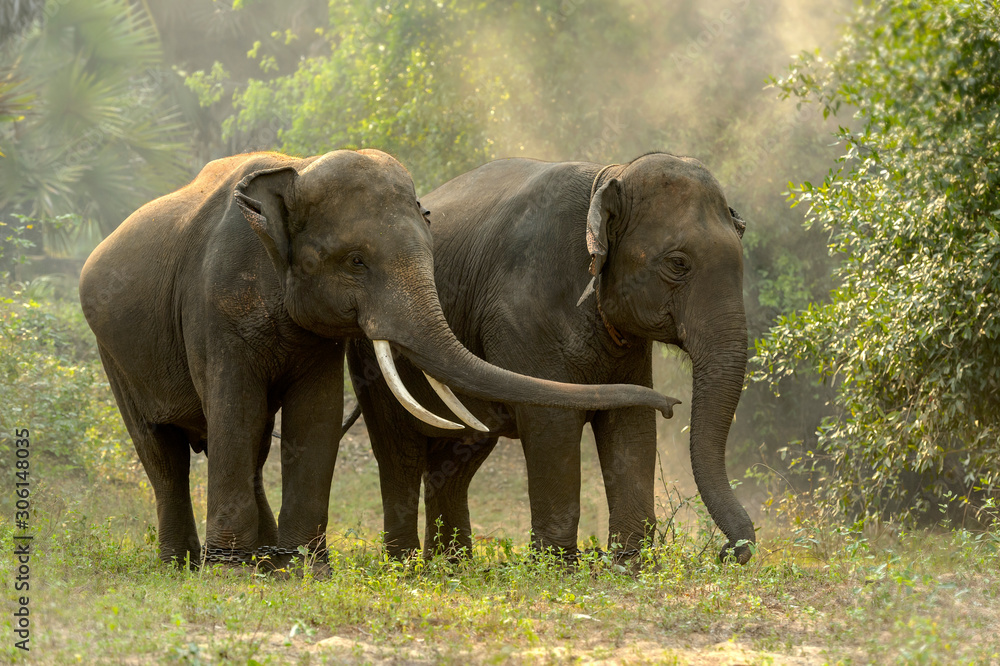 Thai elephants are living in the jungle