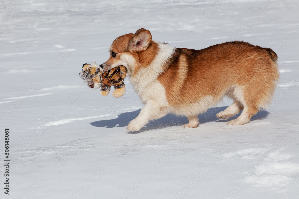 Cute ginger dog Corgi plays with a soft toy on snow in winter park