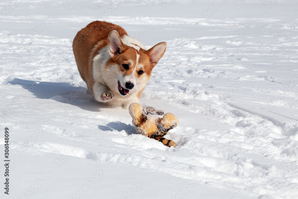 Cute ginger dog Corgi plays with a soft toy on snow in winter park