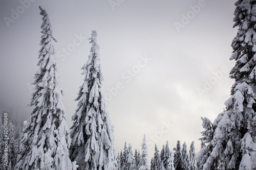 Majestic winter landscape with snowy fir trees. Winter postcard.