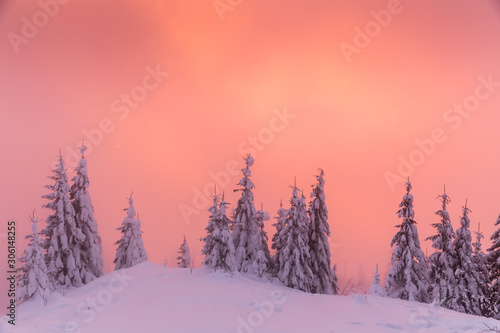 Wallpaper Mural Majestic winter landscape with snowy fir trees.  Winter postcard. Torontodigital.ca