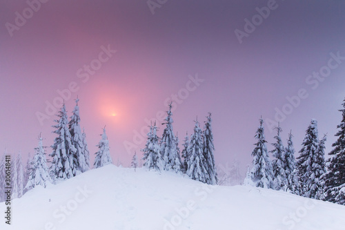 Majestic winter landscape with snowy fir trees. Winter postcard.